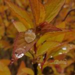 2019girls荷兰 3mo6t8cofv