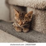 18禁日本动漫在线观看全集 7l69ee75