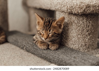 18禁日本动漫在线观看全集