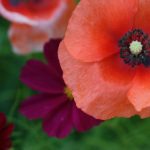 1980美式禁忌1 8s6677