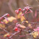 拉扯布料摩擦花缝流水 fvi08n