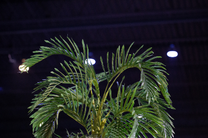 荔枝视频app男人影院 荔枝视频app男人影院