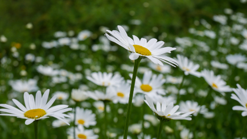 办公室被领导强迫在线播放
