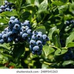 16男孩的小鸡的图片 t779utq5