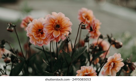 2018香蕉在线观看视频