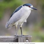 如何成为一名成功的漫画创作者:从构思到出版的全流程指南 dbwhem067