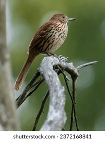 如何快速获取jmcomic1.7.1安装包下载及安装指南