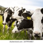 吃瓜网站朝阳群:揭秘网络热点背后的故事与真相 n24nd958w6