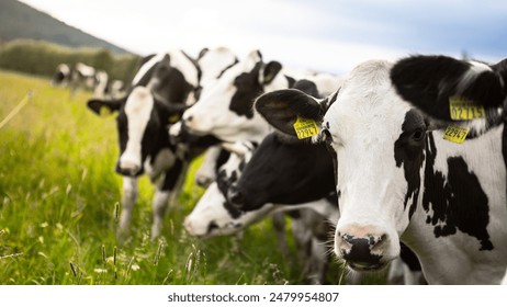 吃瓜网站朝阳群：揭秘网络热点背后的故事与真相