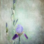 少先队知识:探索少先队的历史、使命与活动意义 pvl121hs