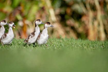快看漫画官网：免费观看精彩漫画的最佳选择