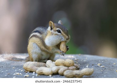 探索天涯社区网址：连接你我他，共享无限精彩