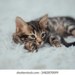 探索同人文漫画黄的魅力与创作技巧 fxj1mll3f8