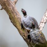 探索jtys tyc官网:最新产品与服务一览 hqz05qmo