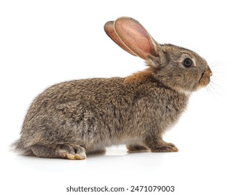 探究喵兔动漫社为何难以找到的原因