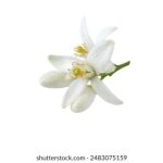 探索优质设计素材网站,提升创意灵感与工作效率 ulk23i