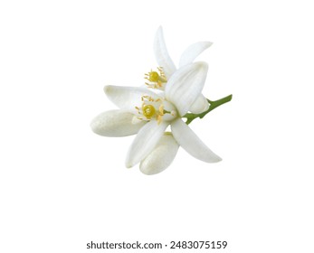 探索优质设计素材网站，提升创意灵感与工作效率